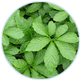 Z6�������й��ٷ���վ